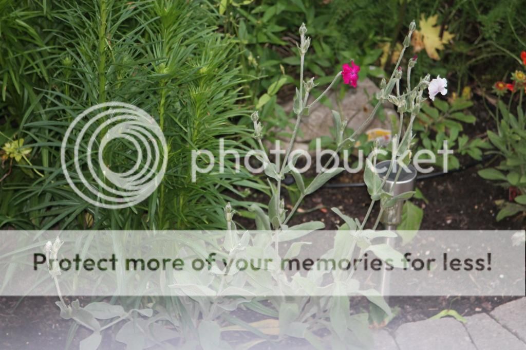 ID Please 25JUN14 photo IMG_4945.jpg